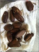 معرفی و راهنمای پرورش درختان میوه - جانگلساپ